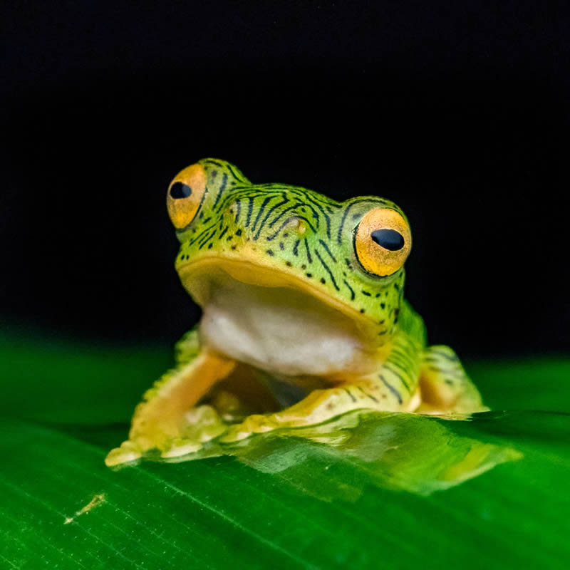 Frog Macro Photography by Biju Pb