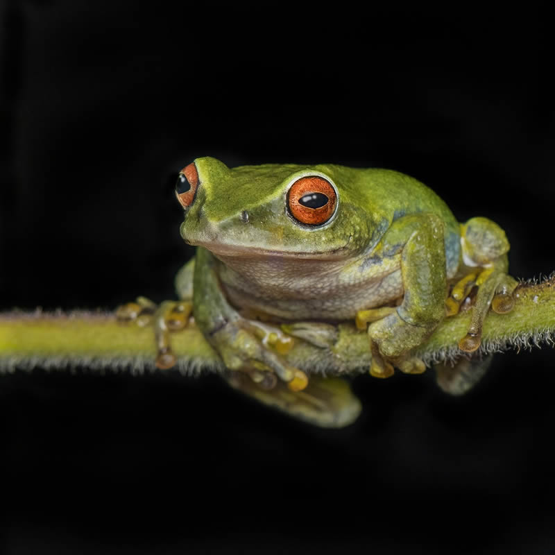 Frog Macro Photography by Biju Pb