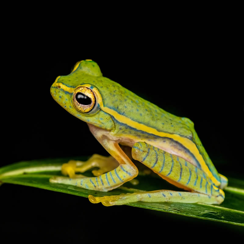 Frog Macro Photography by Biju Pb