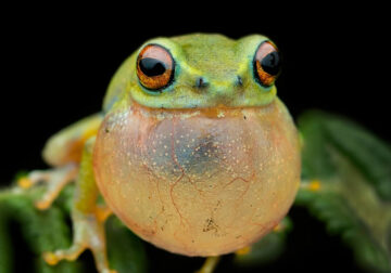 Frog Macro Photography by Biju Pb