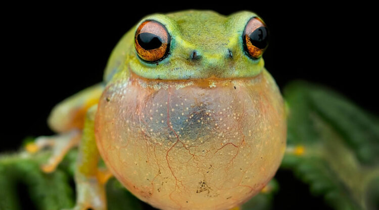 Frog Macro Photography by Biju Pb