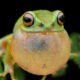 Frog Macro Photography by Biju Pb