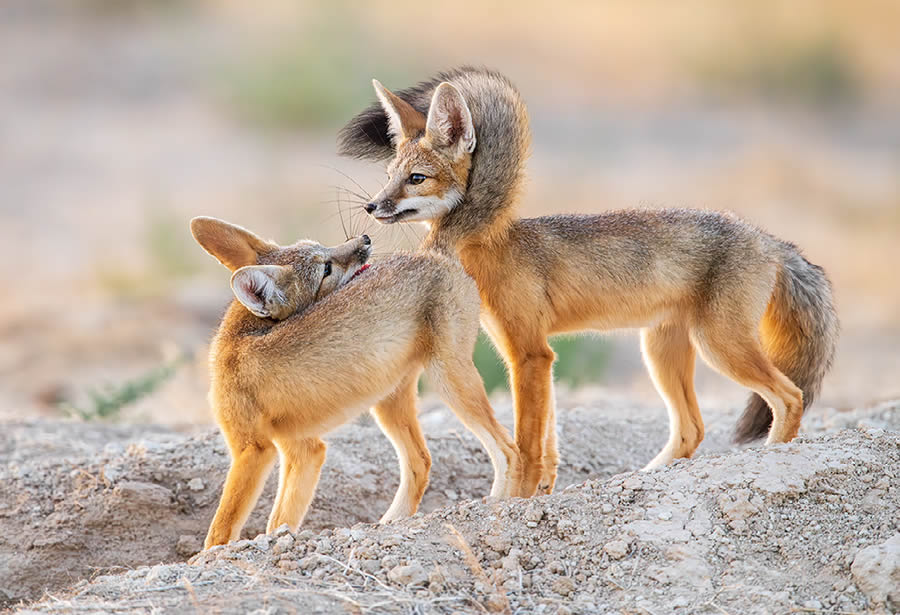 Funny Animal Antics Nature s Best Photography Awards