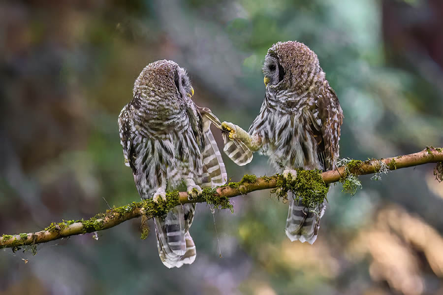 Funny Animal Antics Nature s Best Photography Awards