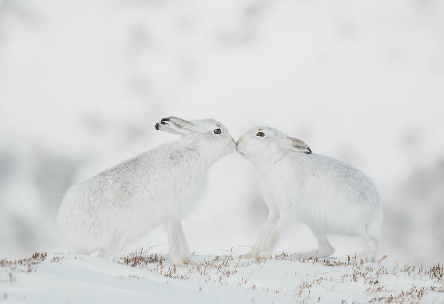 Funny Animal Antics Nature s Best Photography Awards