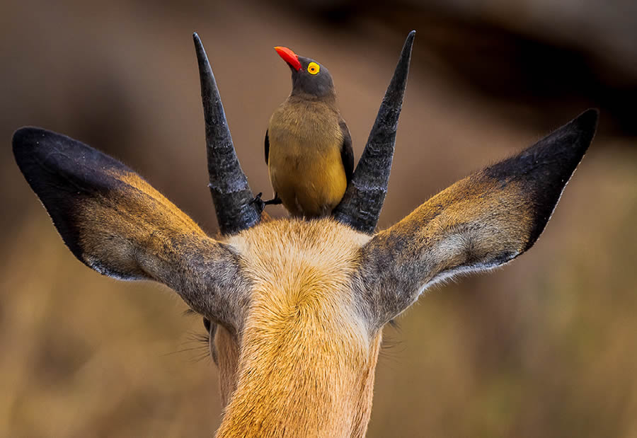 Funny Animal Antics Nature s Best Photography Awards