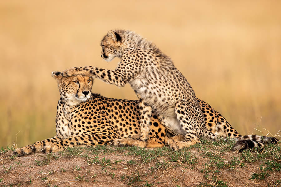 Funny Animal Antics Nature s Best Photography Awards