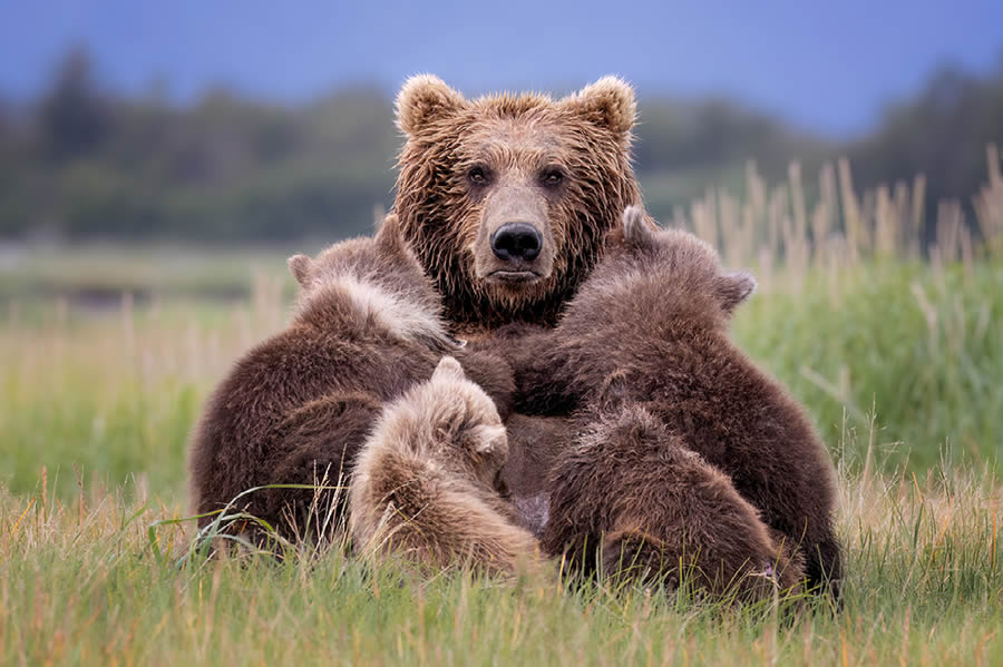 Funny Animal Antics Nature s Best Photography Awards