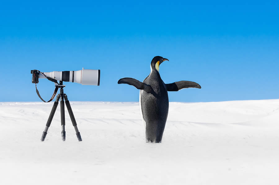 Funny Animal Antics Nature s Best Photography Awards