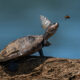 Funny Animal Antics Nature s Best Photography Awards