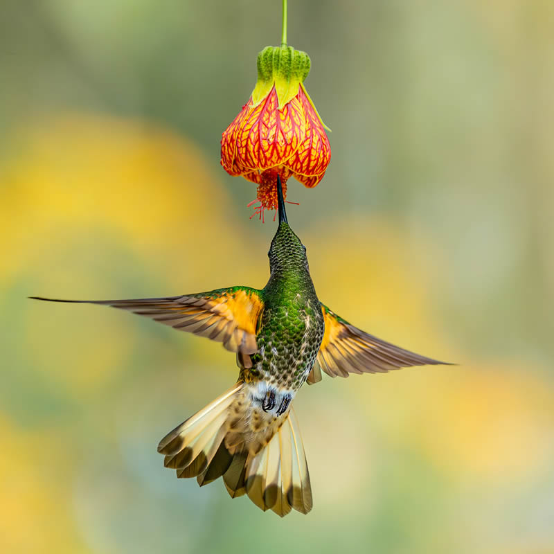 Garden Photographer Of The Year Awards Winners