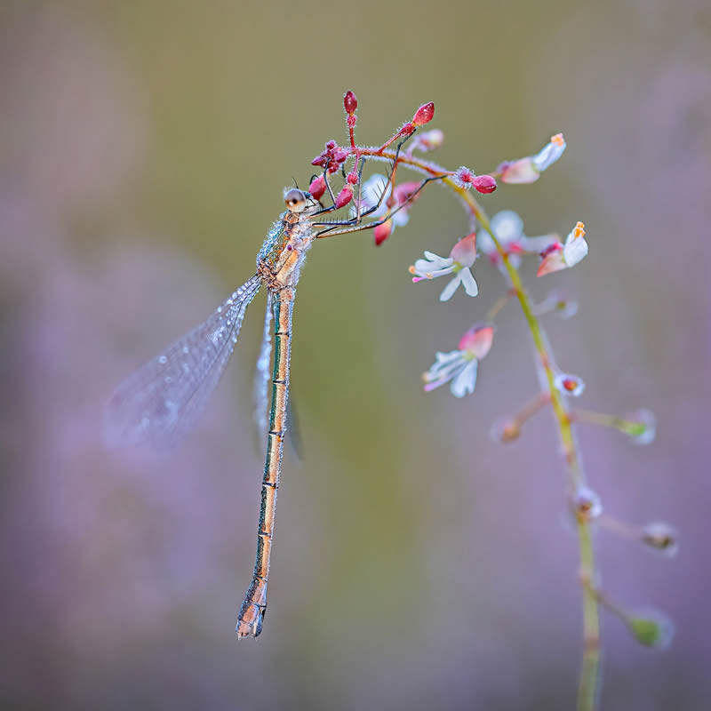 Garden Photographer Of The Year Awards Winners