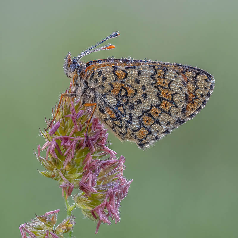 Garden Photographer Of The Year Awards Winners