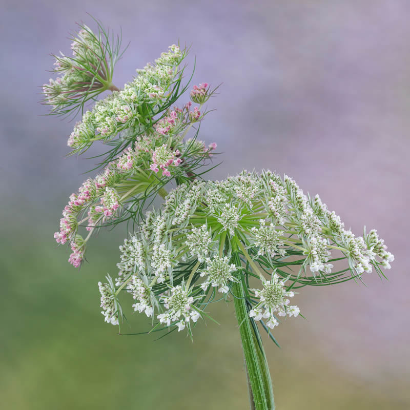 Garden Photographer Of The Year Awards Winners