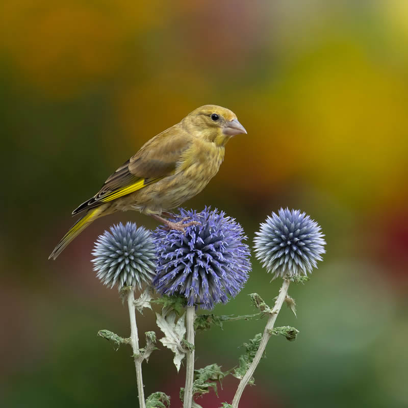 Garden Photographer Of The Year Awards Winners