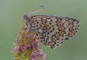 Garden Photographer Of The Year Awards Winners