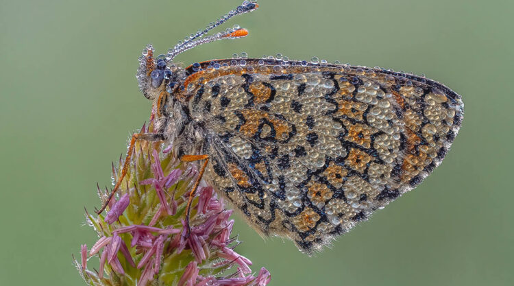 Garden Photographer Of The Year Awards Winners