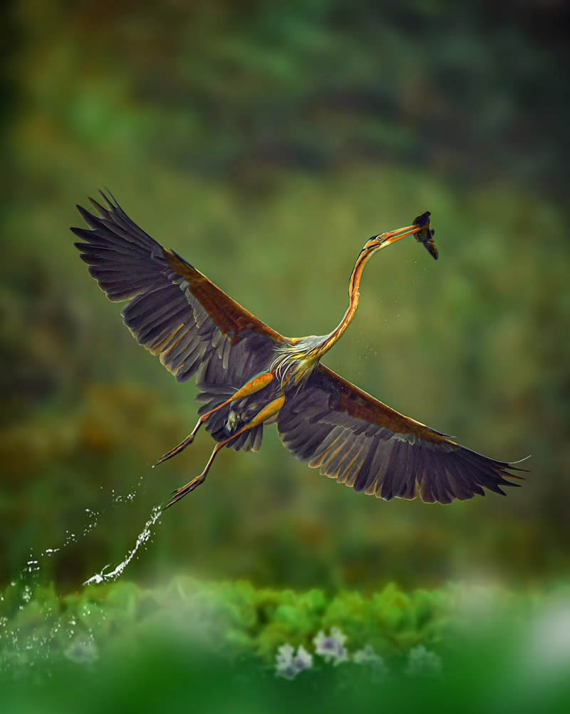 Indian Bird Photography by Suman Das