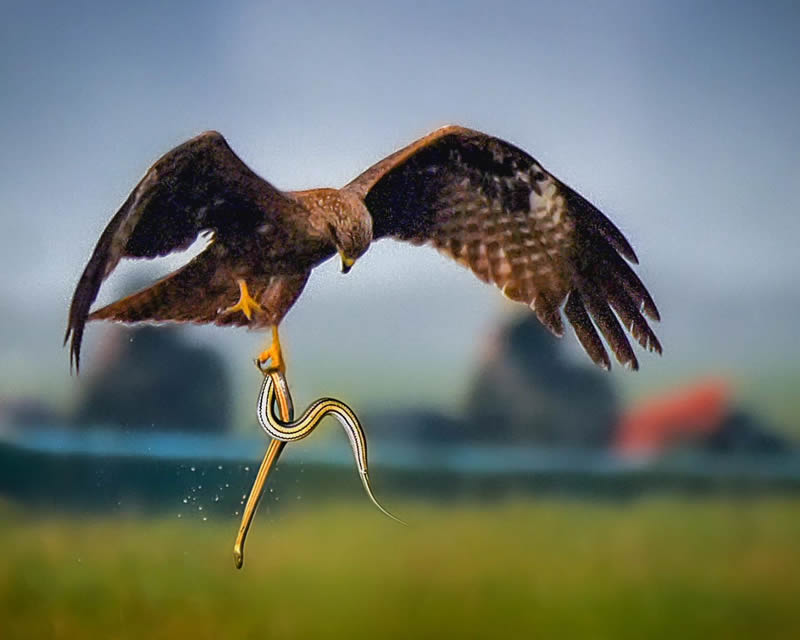 Indian Bird Photography by Suman Das