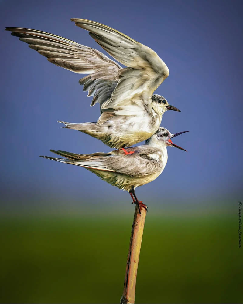 Indian Bird Photography by Suman Das