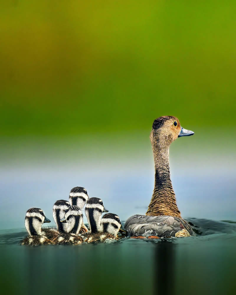 Indian Bird Photography by Suman Das