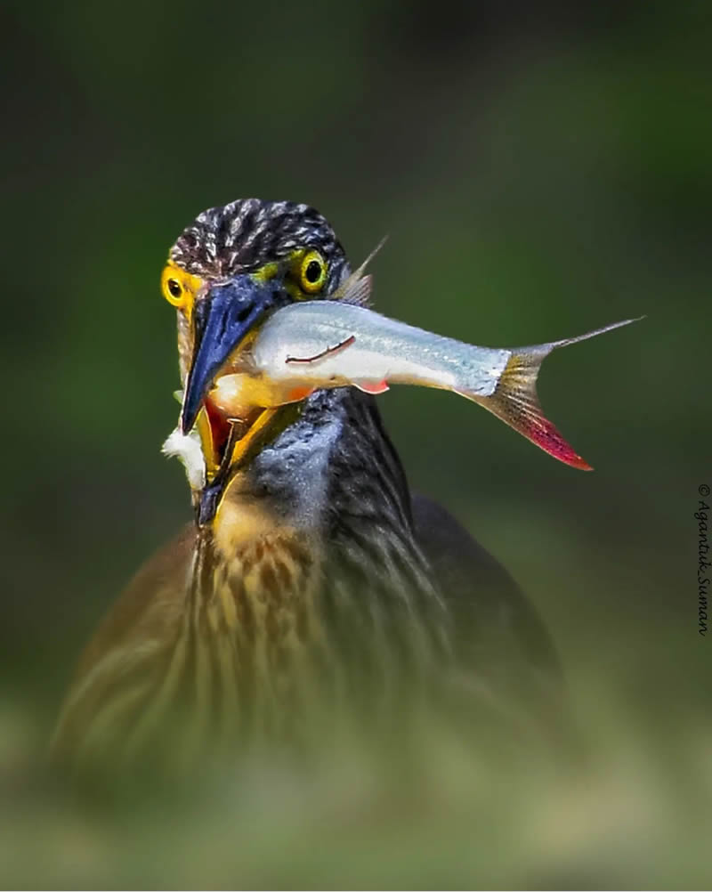 Indian Bird Photography by Suman Das