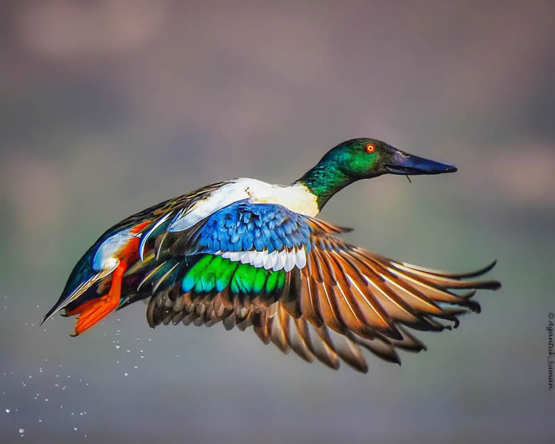 Indian Bird Photography by Suman Das