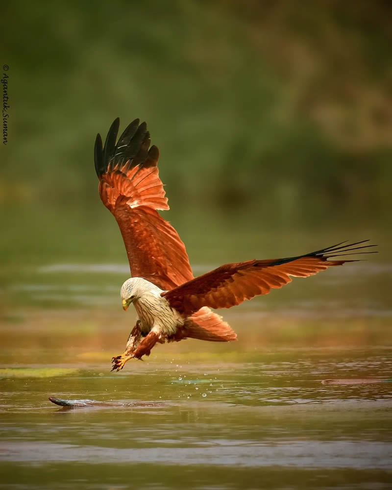 Indian Bird Photography by Suman Das