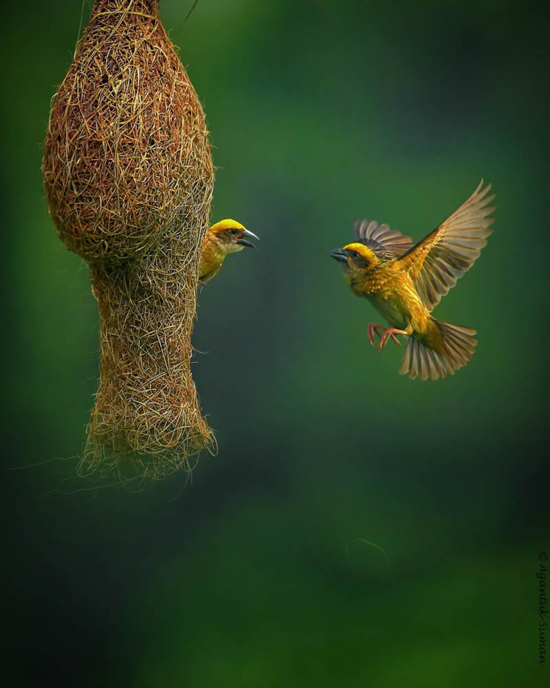 Indian Bird Photography by Suman Das