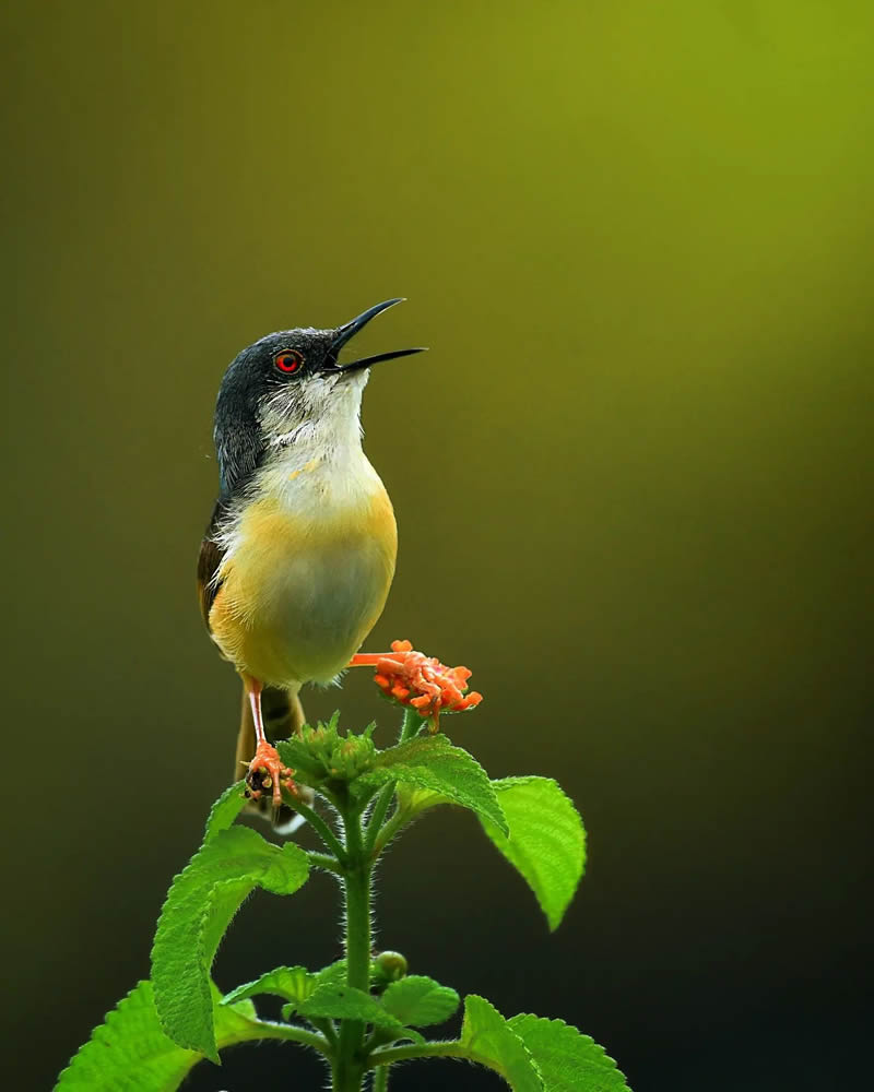 Indian Bird Photography by Suman Das