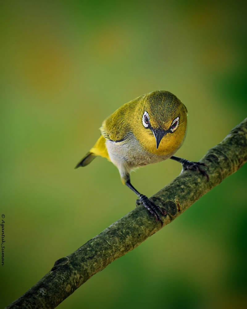 Indian Bird Photography by Suman Das