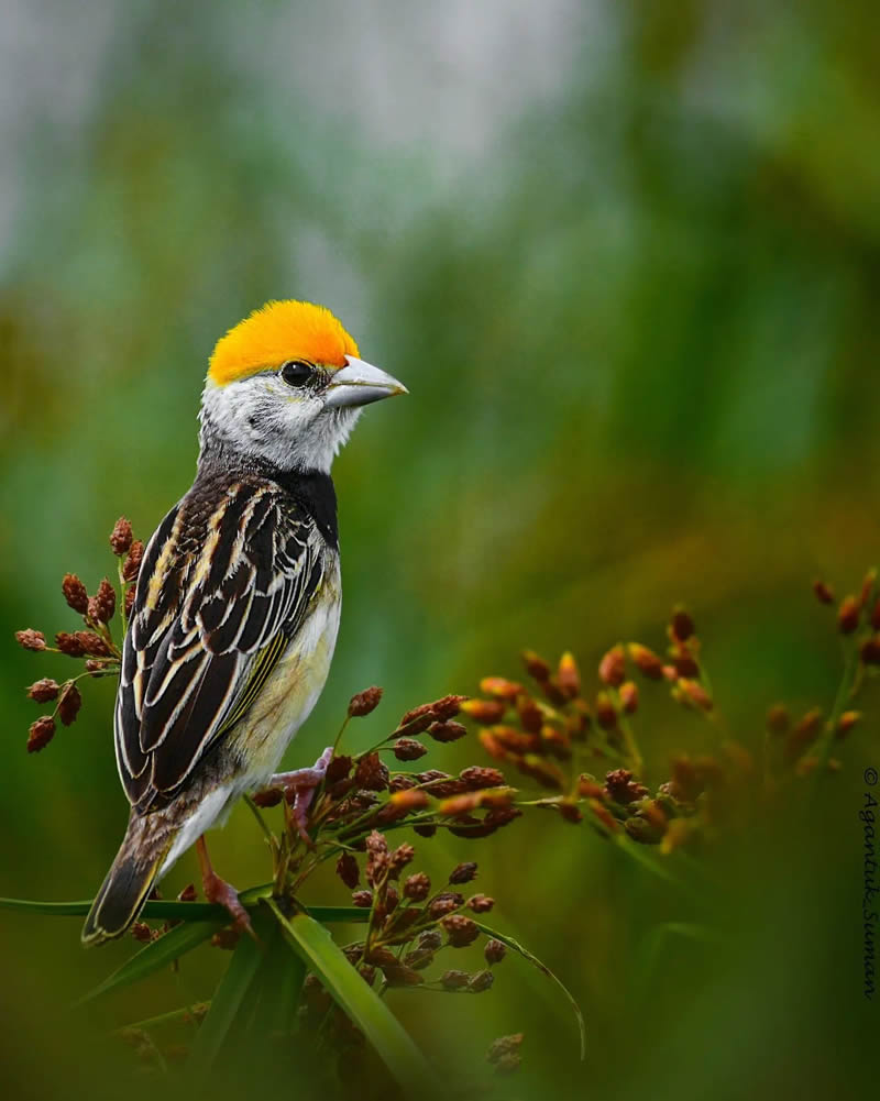 Indian Bird Photography by Suman Das