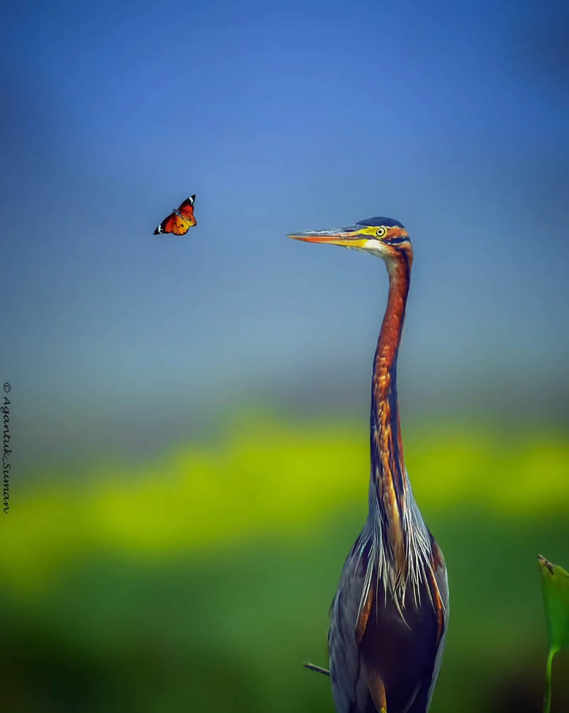 Indian Bird Photography by Suman Das