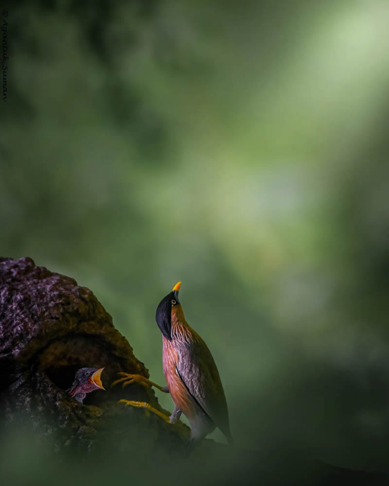 Indian Bird Photography by Suman Das