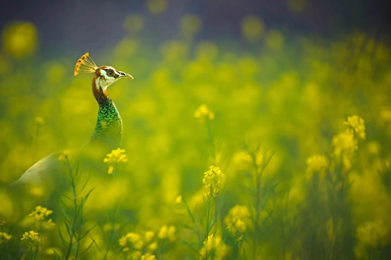 Indian Bird Photography by Suman Das