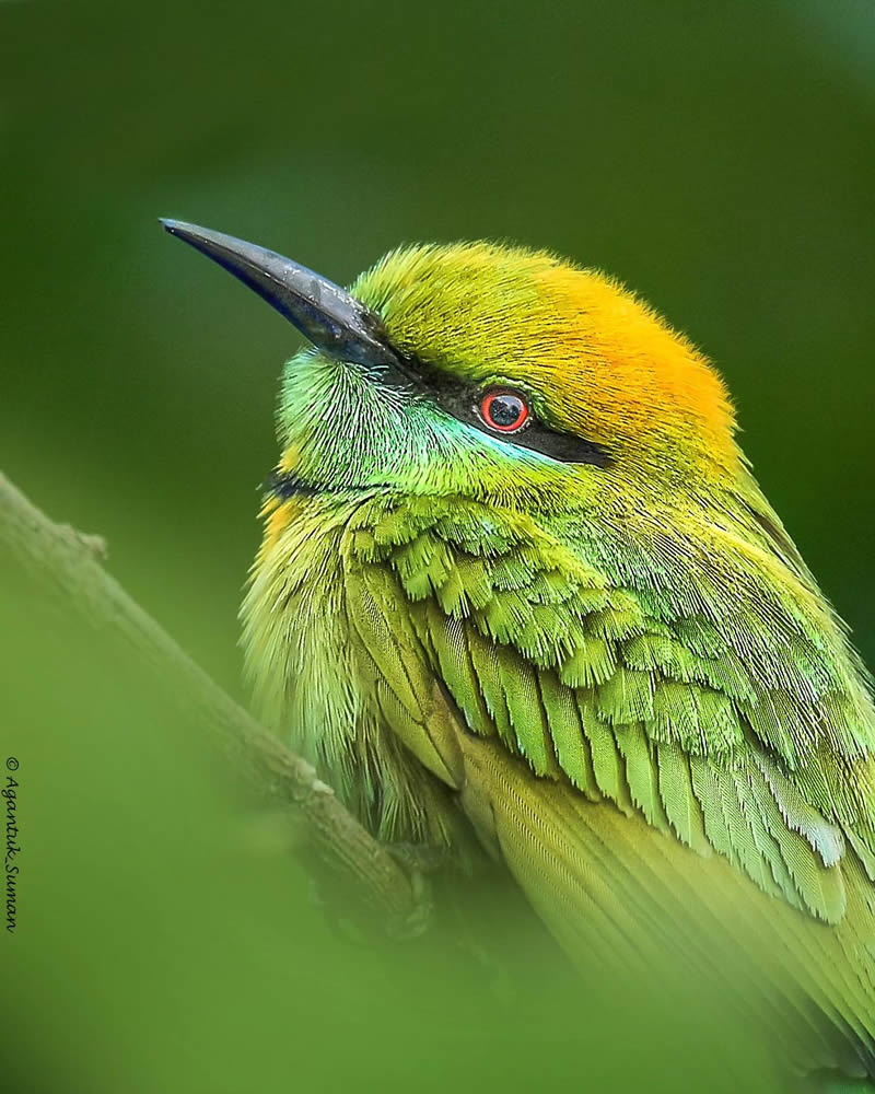 Indian Bird Photography by Suman Das