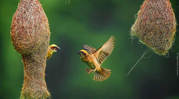 Indian Bird Photography by Suman Das