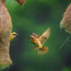 Indian Bird Photography by Suman Das