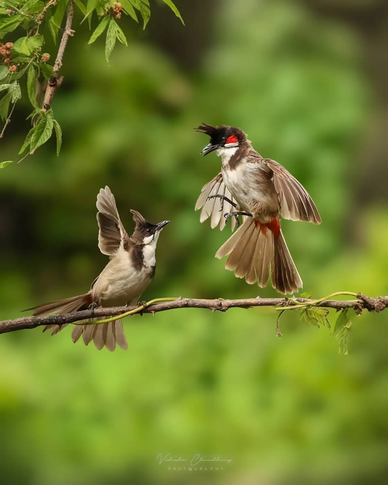 Indian Bird Photography by Vidisha Choudhury