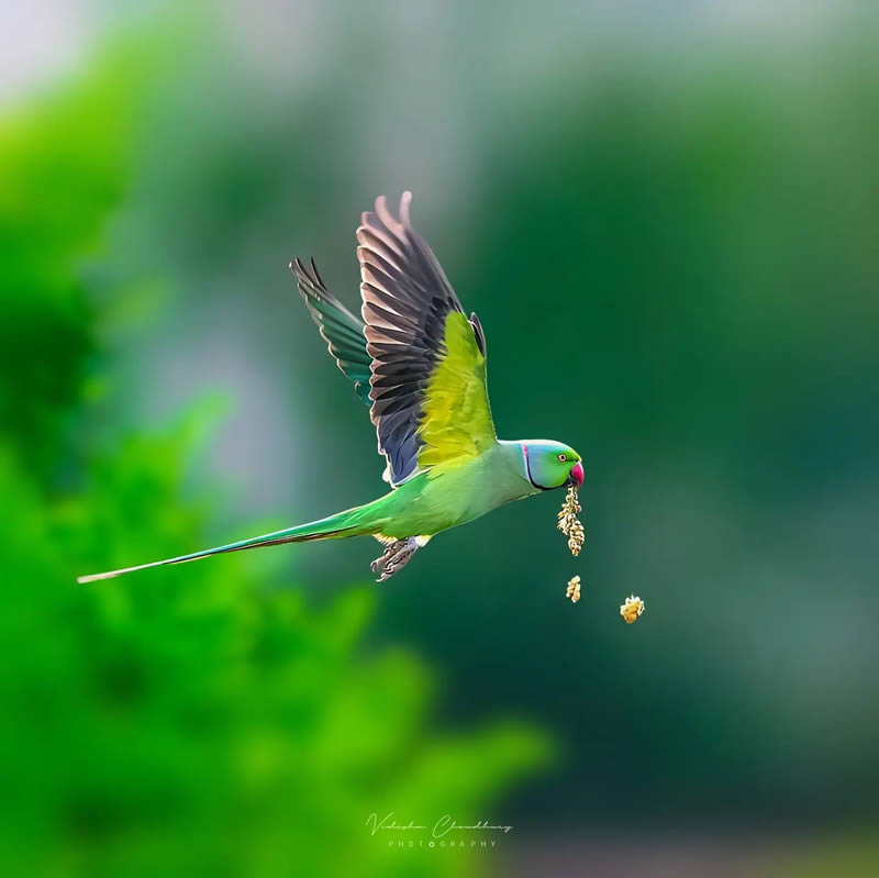 Indian Bird Photography by Vidisha Choudhury