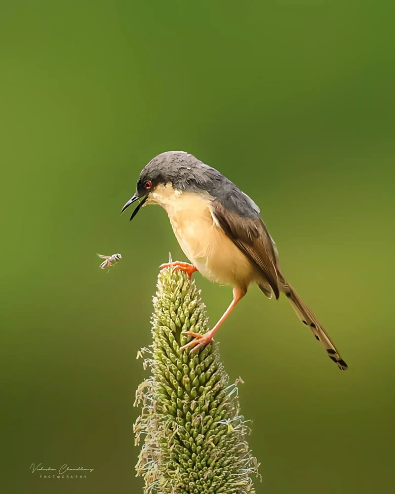 Indian Bird Photography by Vidisha Choudhury