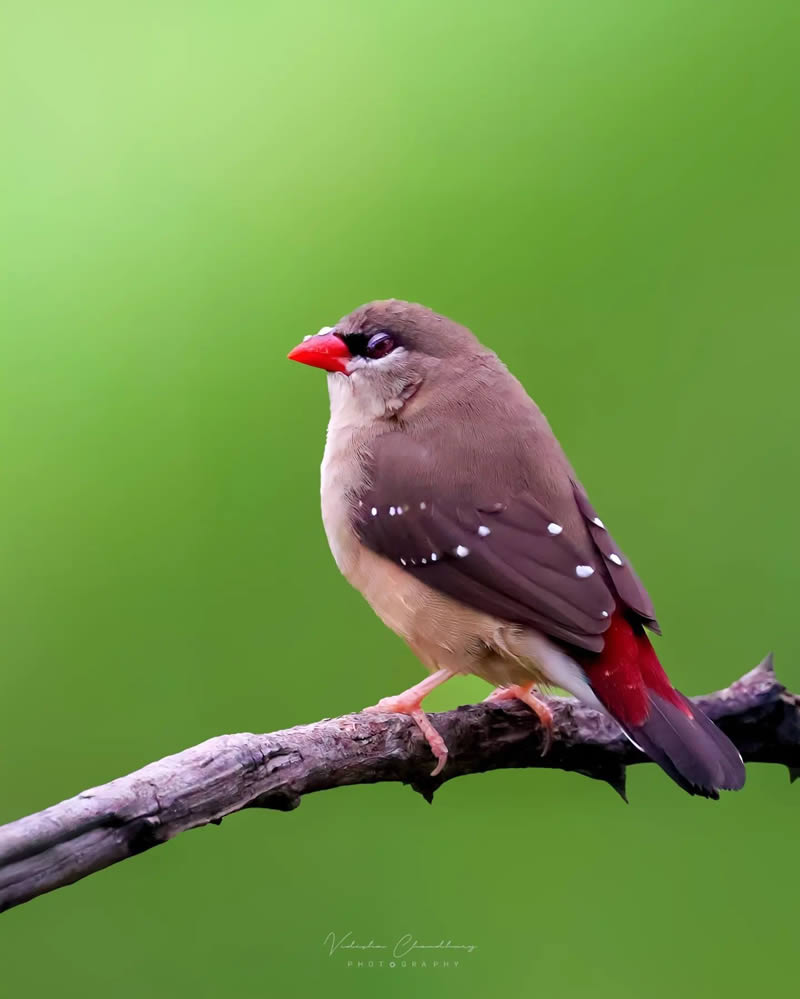 Indian Bird Photography by Vidisha Choudhury