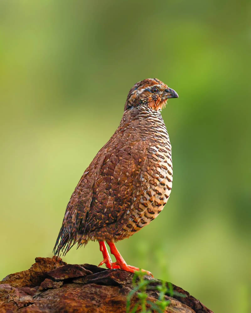 Indian Bird Photography by Vidisha Choudhury