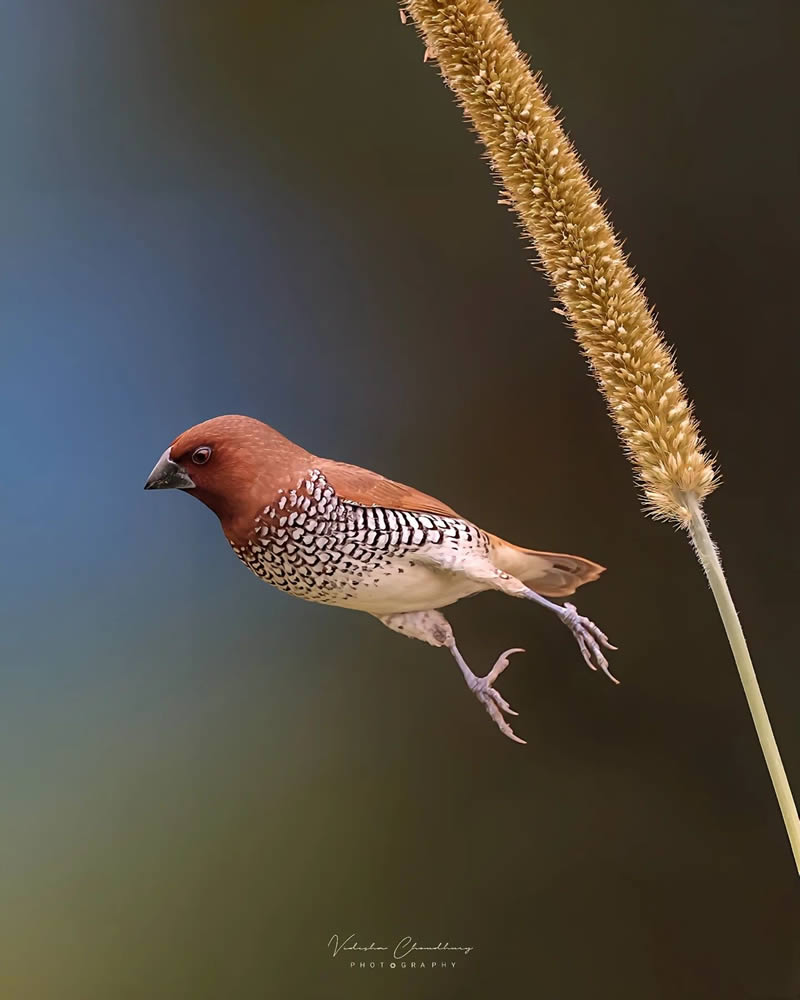 Indian Bird Photography by Vidisha Choudhury