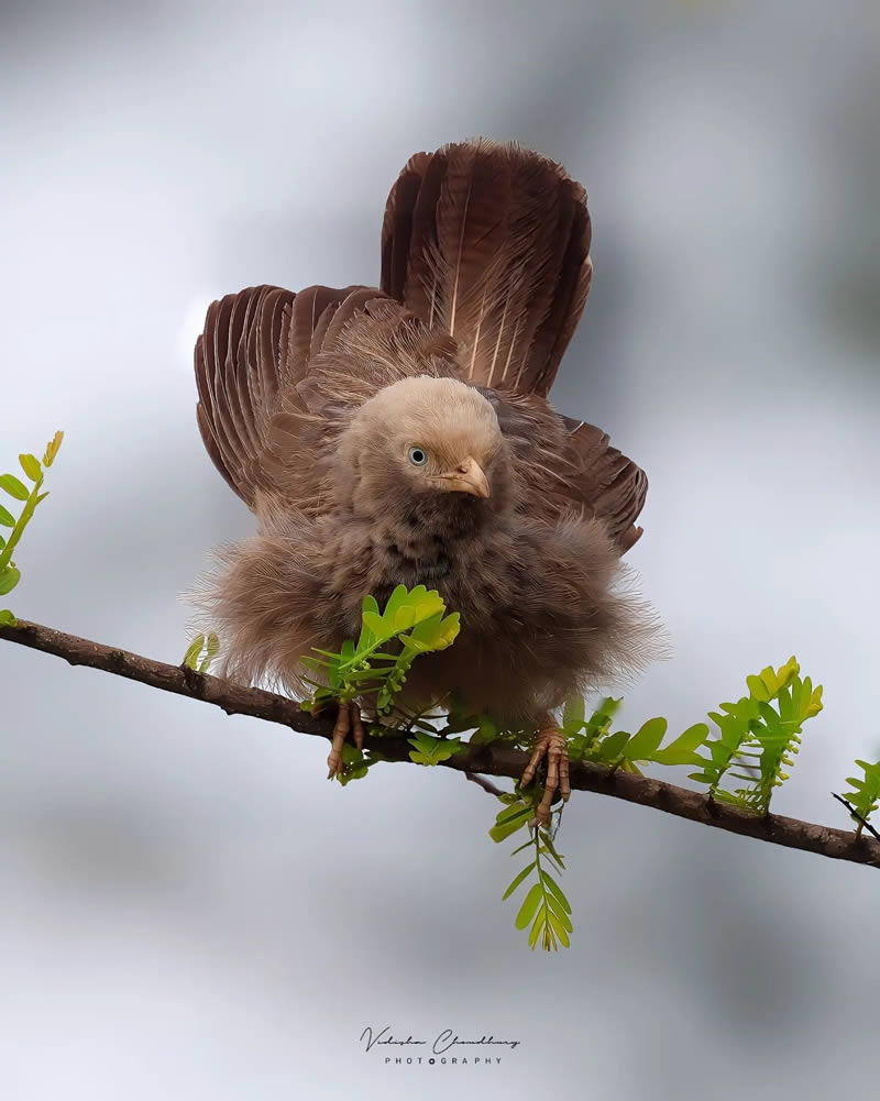 Indian Bird Photography by Vidisha Choudhury