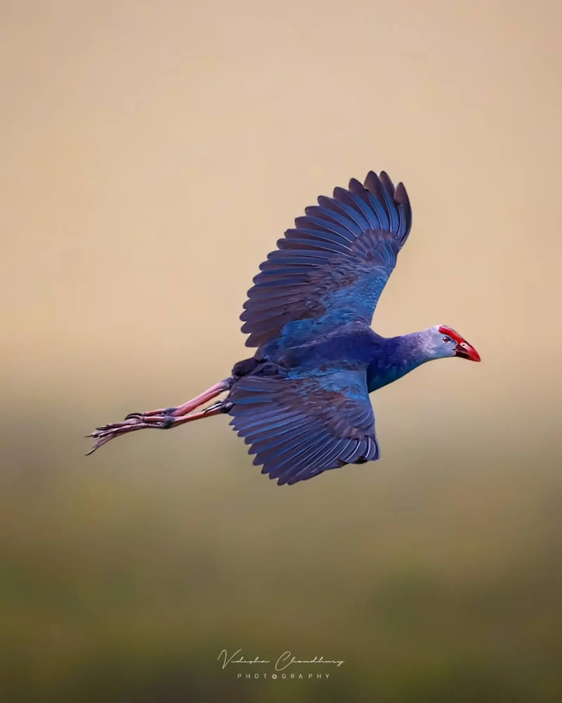 Indian Bird Photography by Vidisha Choudhury