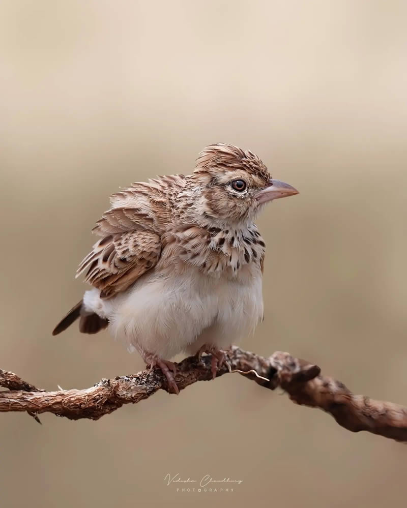 Indian Bird Photography by Vidisha Choudhury