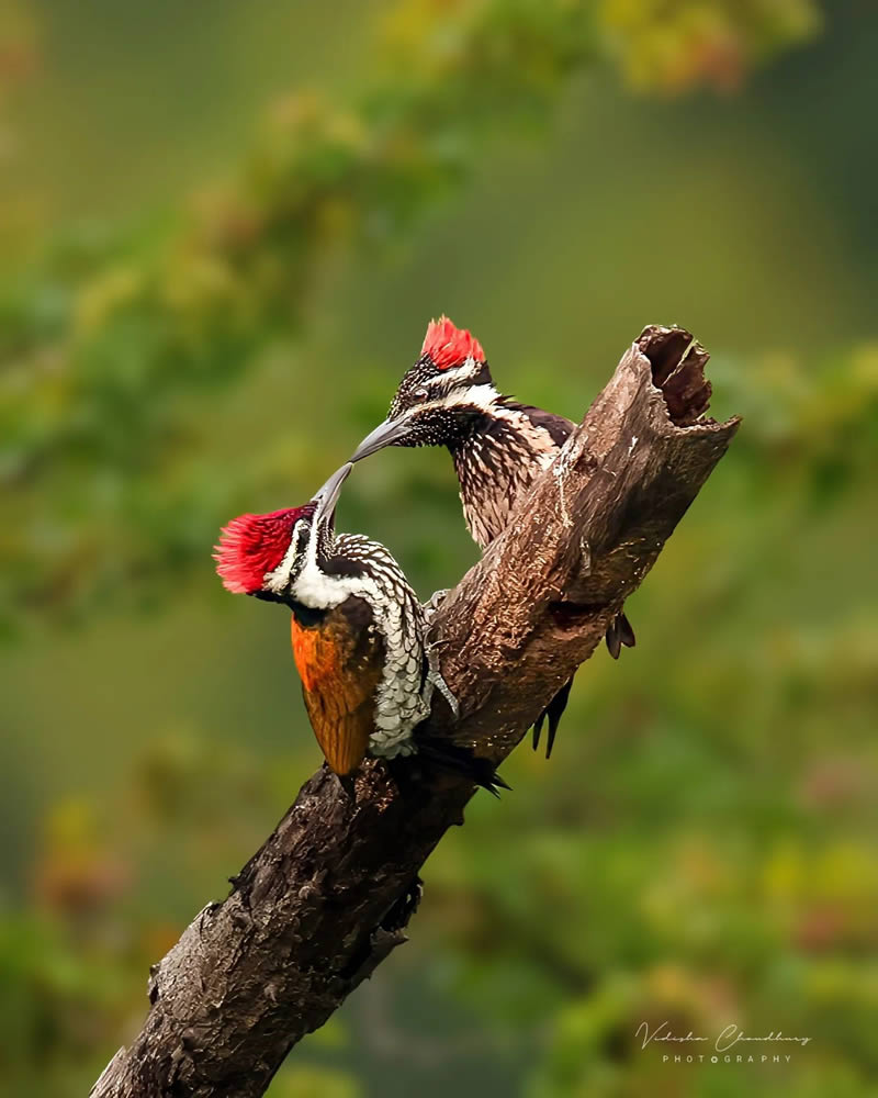 Indian Bird Photography by Vidisha Choudhury