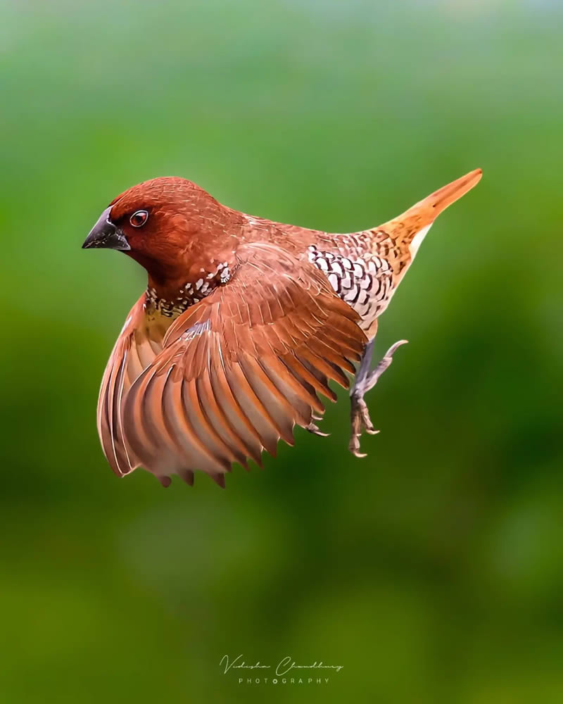 Indian Bird Photography by Vidisha Choudhury