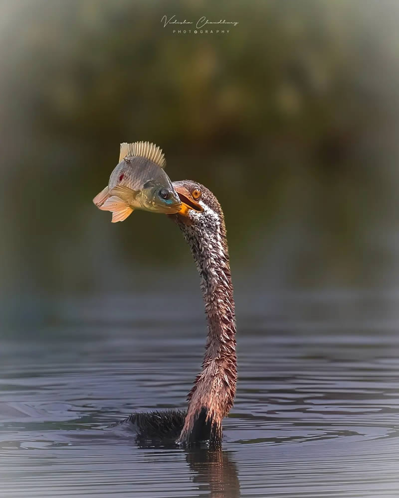 Indian Bird Photography by Vidisha Choudhury